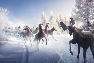 392533_sneg_doroga_loshadi_los_yolki_ptica_zima_1680x1050_www.Gde Fon.com.jpg