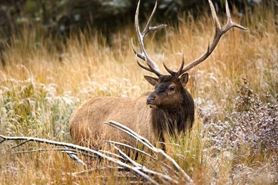 Bull Elk