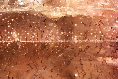 Download Free Modern Toile The Wallpapers 1440x1256px