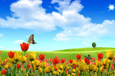 Nice Desktop Wallpapers   HD Wallpapers Pretty