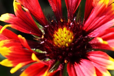 Unique Chrysanthemum Iphone 6 Plus Wallpapers