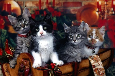 Christmas Cat Images   HD Wallpapers Pretty