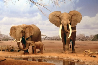 Elephant Animal Art Wallpapers Orange Backgroun