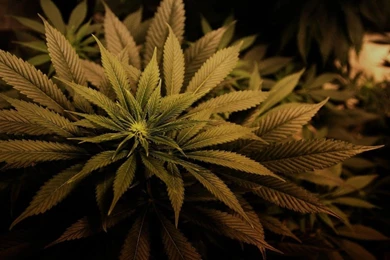 Marijuana Wallpapers