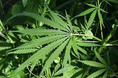 Wallpapers Weed Ganja Demonoid 1440x900