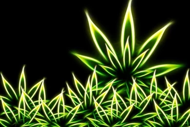 Ganja On Pinterest