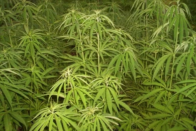 Wallpapers Ganja Marijuana Papeis Image Misc 219852.8 1024x768 ...