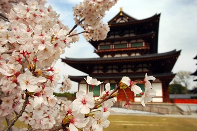 Blossoms, Japan, Asia, Temples :: Wallpapers