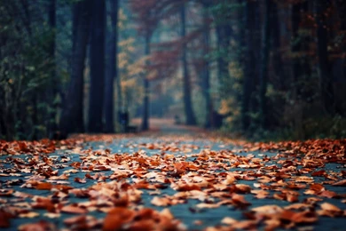 Wallpaper Backgrounds: Free High Definition Wallpapers For Mac And ...