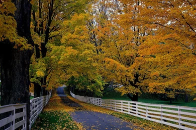 Fall Wallpapers Free – 1024×768 High Definition Wallpapers ...