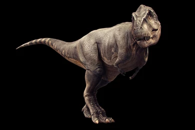 T Rex Wallpapers Pack, By Michelle Clark, June 27, 2015