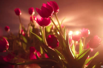 Beautiful Cactus Flowers HD Photos Pictures