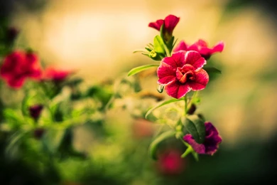 Beautiful Flowers Wallpapers