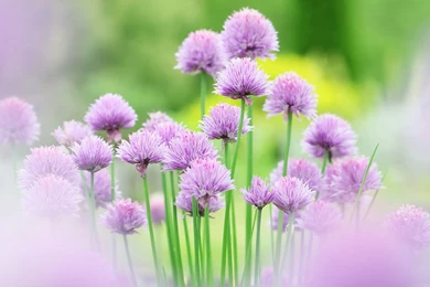 Nature Wallpaper: Beautiful Nature Wallpapers Phone HD Quality ...