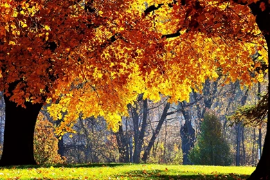 Natural Scene Wallpapers, Yellow Leaves Under The Sun's Glow ...