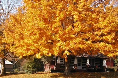 Autumn Scenes Wallpapers From Wilstar.com