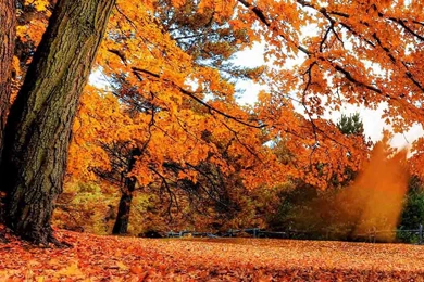 Autumn SceneSamsung Wallpapers Download