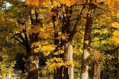 Fall Scene HD Desktop Wallpapers : High Definition : Fullscreen ...