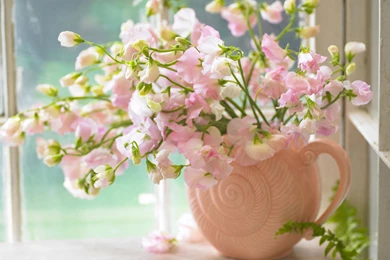 Pink Sweet Peas 1080p Flowers HD Wallpapers For Desktop