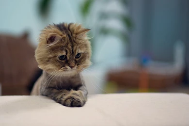 Sweet Kitten Toy Fun Photo Hd Wallpapers