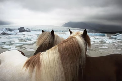 Horse HD Wallpapers 2012