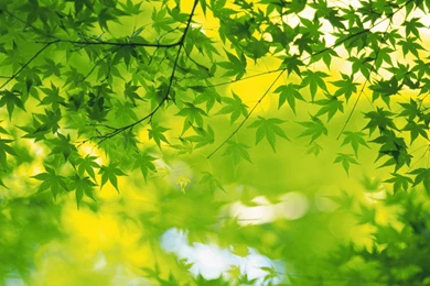 Green Nature Wallpapers