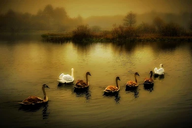 Ducks Wallpapers Photo And Wallpaper. All Ducks Wallpapers Pictures