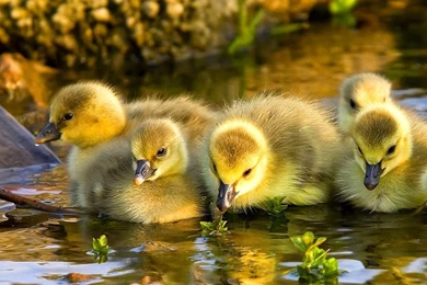 Ducks Wallpapers   Wild Ducks Bird Photo Gallery