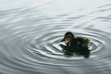 Ducks Wallpapers   Wallpapers Cave