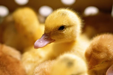 Download Rubber Ducks Wallpapers 1920x1080