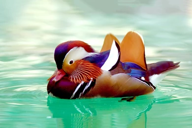Mandarin duck 1920x1200 wallpapers.jpg