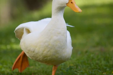 Ducks Mallard 2560x1600 Wallpapers – Animals Ducks HD Desktop Wallpapers