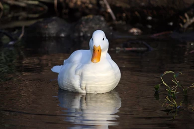 Download Duck Wallpapers HD 1714 1920x1200 Px High Resolution ...