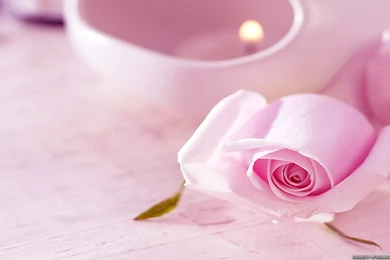 Romantic Rose Wallpapers 2   Crazy Frankenstein