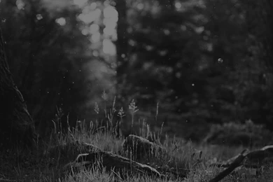 Black And White Forest Nature Eerie