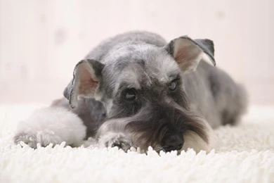 Schnauzer, 1920x1200 HD Wallpapers And FREE Stock Photo