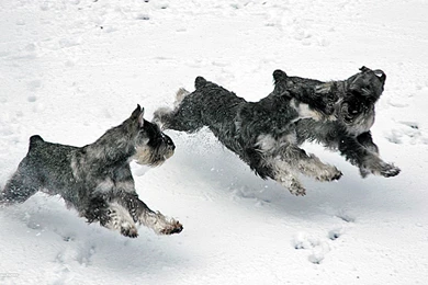 Standard Schnauzer Wallpapers HD Download