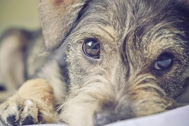 Wallpapers Schnauzer Wallpapers   Free Wallpapers Schnauzer ...