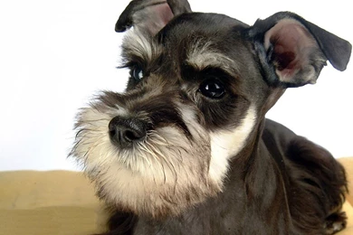 Schnauzer Black 1440x900 Wallpapers,Schnauzer 1440x900 Wallpapers ...