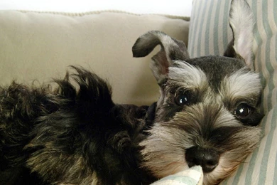 Schnauzer Lovely 1440x900 Wallpapers,Schnauzer 1440x900 Wallpapers ...