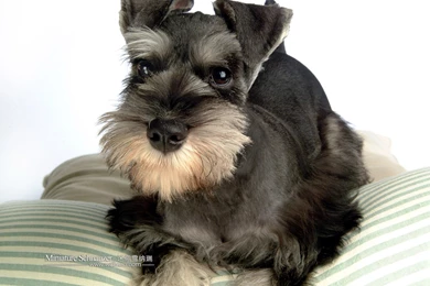 1600*1200 Miniature Schnauzer Puppies Photos   Mini Schnauzer ...