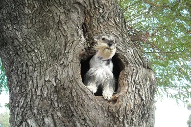 Miniature Schnauzer   My Doggy Rocks