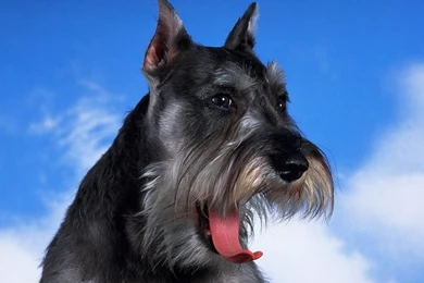 Schnauzer   Photo Wallpapers, Pictures With Schnauzer