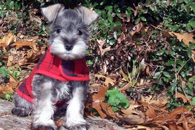 Puiut Schnauzer