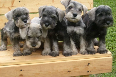 Schnauzer Puppies On A Bench Wallpapers And Images   Wallpapers ...