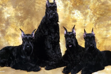 Giant Schnauzer Wallpapers 1/2