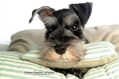 1600*1200 Miniature Schnauzer Puppies Photos   Mini Schnauzer ...