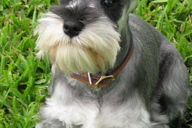 Schnauzer, Standard Photos And Wallpapers. The Beautiful Schnauzer ...