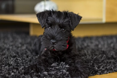Dog Schnauzer Black Puppy 63 Dogs Free Download Wallpapers ~ Dogs ...