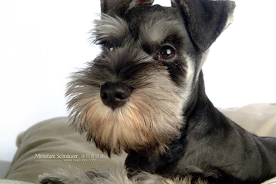1600*1200 Miniature Schnauzer Puppies Photos   Mini Schnauzer ...